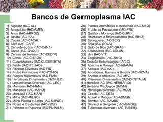 Bancos de Germoplasma IAC 1)  Algodão (IAC-AL)  2)  Amendoim (IAC-AMEN)  3)  Arroz (IAC-ARROZ)  4)  Batata (IAC-BA)  5)  Cacau (IAC-CACAU)  6)  Café (IAC-CAFÉ)  7)  Cana-de-açúcar (IAC-CANA)  8)  Caqui (IAC-CAQUI)  9)  Cereais de Inverno (IAC-CEDIV) 10)  Citros (IAC-CITROS) 11)  Cucurbitáceas (IAC-CUCURBITA)  12)  Feijão (IAC-FEIJÃO)  13)  Fibrosas Diversas (IAC-FID)  14)  Frutas Pomoídeas (IAC-POMO)  15)  Fungos Micorrízicos (IAC-FUMI)  16)  Herbáceas Ornamentais (IAC-HEO)  17)  Leguminosas Diversas (IAC-LEG)  18)  Mamona (IAC-MAM)  19)  Mandioca (IAC-MAND)  20)  Maracujá (IAC-MAR)  21)  Milho (IAC-MILHO)  22)  Milho-Pipoca e Sorgo (IAC-MIPSG)  23)  Nozes e Castanhas (IAC-NOZ)  24)  Palmitos e Pupunha (IAC-PUPALM)  25)  Plantas Aromáticas e Medicinais (IAC-MED)  26)  Frutíferas Prunoídeas (IAC-PRU)  27)  Quiabo e Morango (IAC-QUIM)  28)  Rhizobium e Rhizobactérias (IAC-RHIZ)  29)  Seringueira (IAC-SER)  30)  Soja (IAC-SOJA)  31)  Grão de Bico (IAC-GRABI)  32)  Solanáceas (IAC-SOLAN)  33)  Uva (IAC-VIT)  34)  Zingiberales (IAC-ZING)  35) Coleção Entomológica (IAC-C)  36)  Abacate e Manga (IAC-ABAMA)  37)  Abacaxi (IAC-AXI) 38)  Anonáceas, Banana e Goiaba (IAC-NONA)  39)  Árvores e Arbustos (IAC-ARV)  40)  Palmeiras Ornamentais (IAC-ORNPALM)  41) Herbário IAC (IAC-HERBÁRIO)  42) Herbário Micológico (IAC-M)  43)  Hortaliças diversas (IAC-HOD)  44)  Cebola (IAC-CEB) 45)  Adzuki e Mungo (IAC-ADMUN)  46)  Bambu ( IAC-BAMBU)  47)  Girassol e Gergelim ( IAC-GIRGE)  48)  Tuberosas diversas ( IAC-TUBER) 