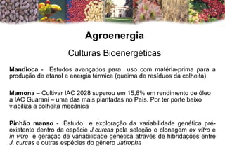   Mandioca  -  Estudos avançados para  uso com matéria-prima para a produção de etanol e energia térmica (queima de resíduos da colheita) Mamona  – Cultivar IAC 2028 superou em 15,8% em rendimento de óleo a IAC Guarani – uma das mais plantadas no País. Por ter porte baixo viabiliza a colheita mecânica Pinhão manso  -    Estudo  e exploração da variabilidade genética pré-existente dentro da espécie  J.curcas  pela seleção e clonagem  ex vitro  e  in vitro   e geração de variabilidade genética através de hibridações entre  J. curcas  e outras espécies do gênero  Jatropha  Agroenergia Culturas Bioenergéticas 