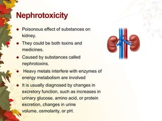 Nephrotoxicity


Poisonous effect of substances on
kidney.



They could be both toxins and
medicines.



Caused by substances called
nephrotoxins.



Heavy metals interfere with enzymes of
energy metabolism are involved



It is usually diagnosed by changes in
excretory function, such as increases in
urinary glucose, amino acid, or protein
excretion, changes in urine
volume, osmolarity, or pH.

 