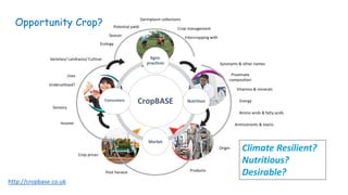 LEADERSHIP
RESEARCH
MANAGEMENT
ACTIVITIES
TRAINING
CropBASE
Agro-
practices
Nutrition
Market
Consumers
Varieties/ Landraces/ Cultivar
Synonyms & other names
Uses
Underutilised?
Origin
Germplasm collections
Ecology
Season
Potential yield Crop management
Intercropping with
Proximate
composition
Vitamins & minerals
Energy
Amino acids & fatty acids
Antinutrients & toxins
Crop prices
Post harvest Products
Sensory
Income
Climate Resilient?
Nutritious?
Desirable?
Opportunity Crop?
http://cropbase.co.uk
 