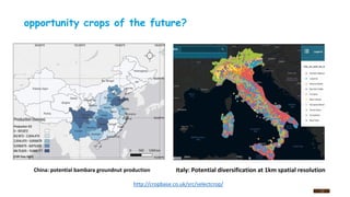17
China: potential bambara groundnut production Italy: Potential diversification at 1km spatial resolution
opportunity crops of the future?
http://cropbase.co.uk/src/selectcrop/
 