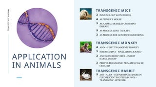 TRANSGENIC ANIMAL basic concepts guide.pptx