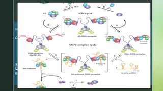 Snrp SAALOM_PSEUDOGENE, TRANSPOSONS, snRNP.pptx