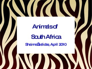 Animals of  South Africa Shainna’s slides, April 2010 