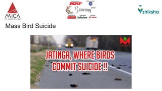 Mass Bird Suicide
 
