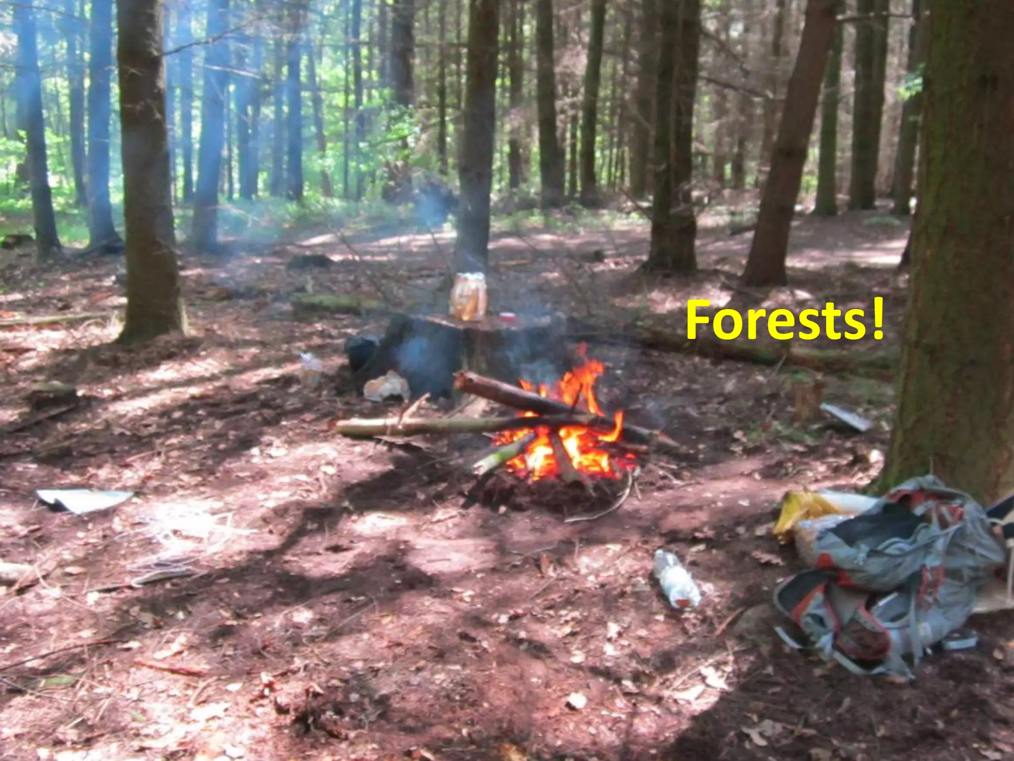 Forests!