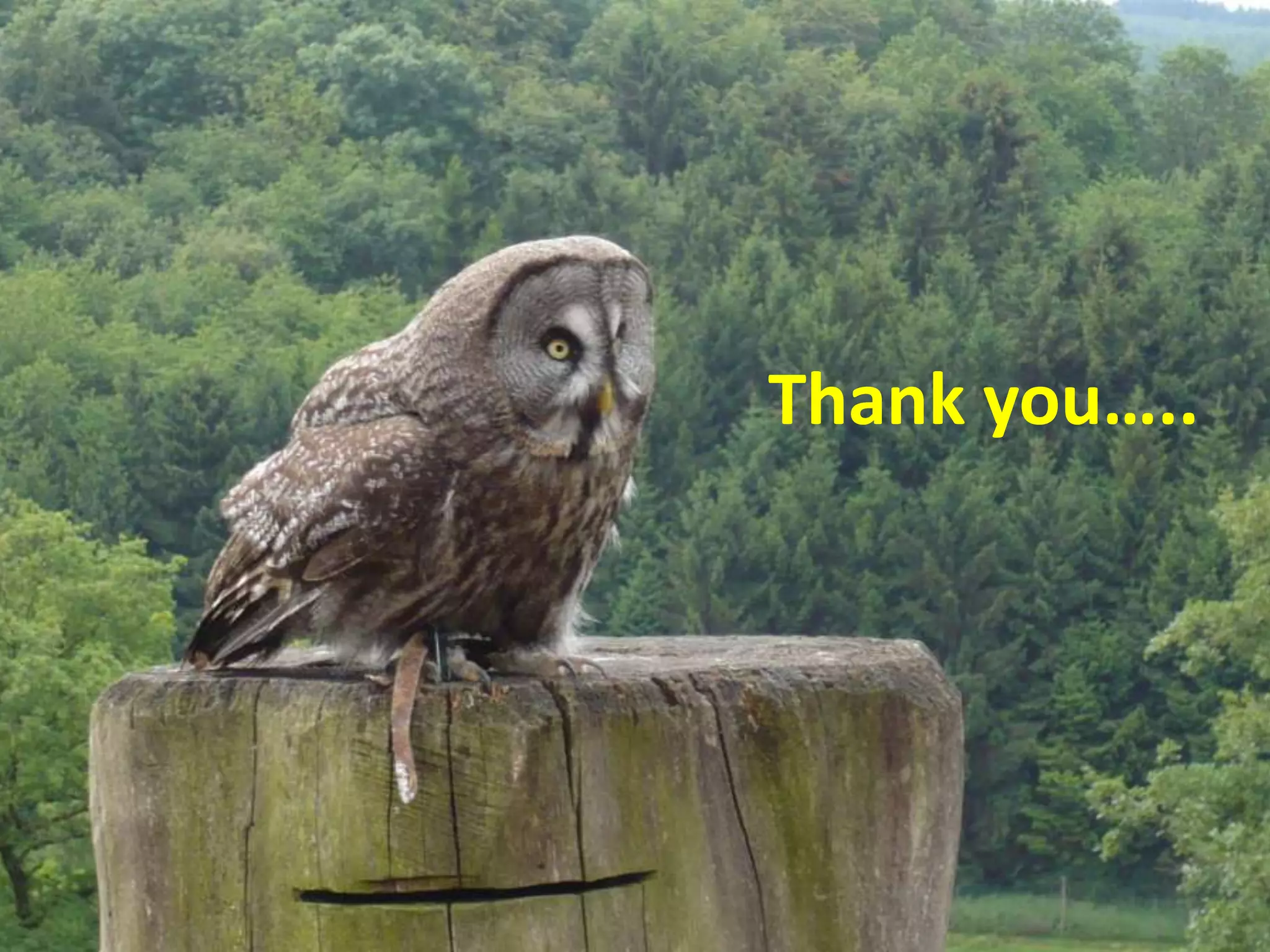 Thank you…..