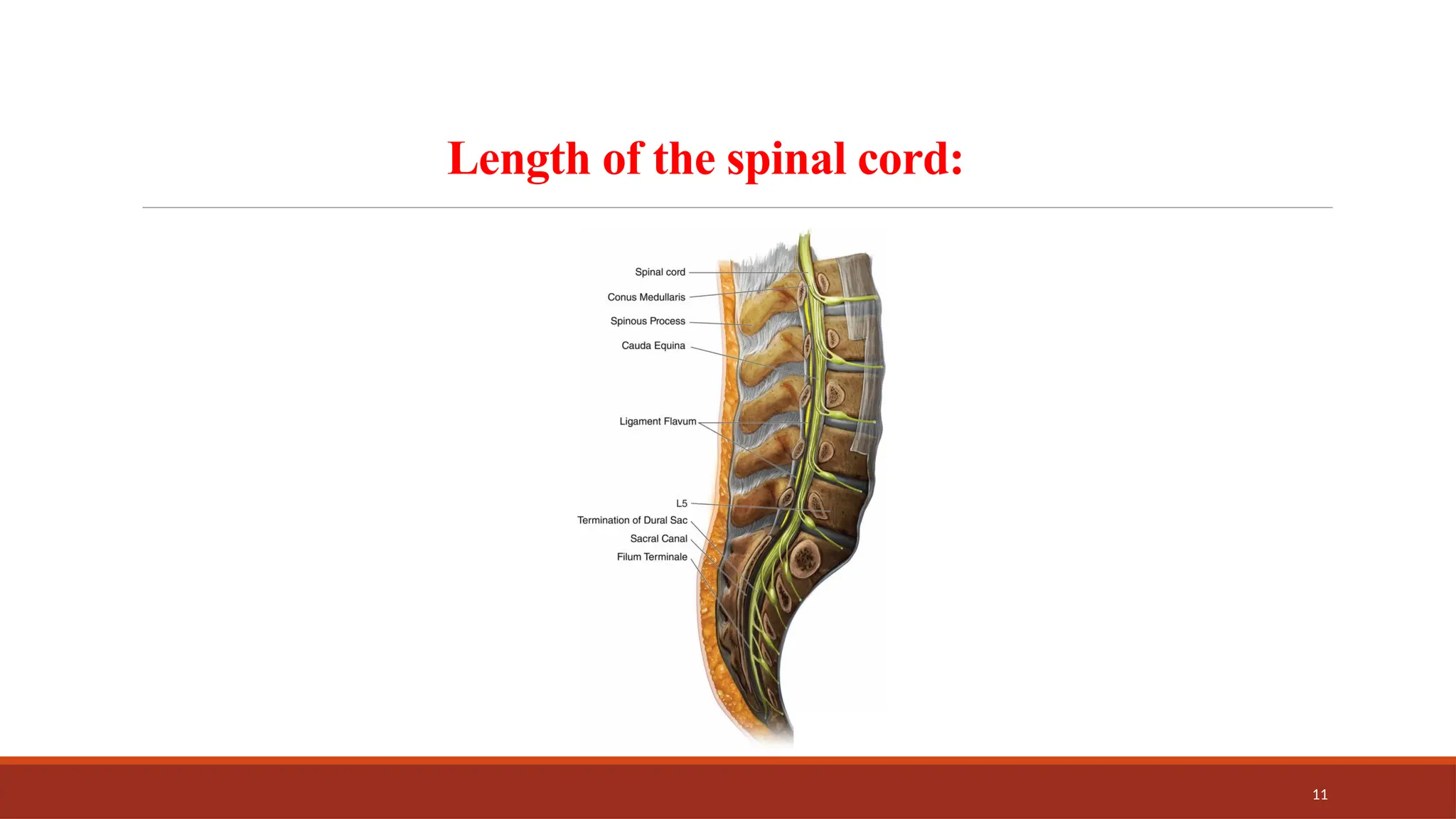 11
Length of the spinal cord:
 