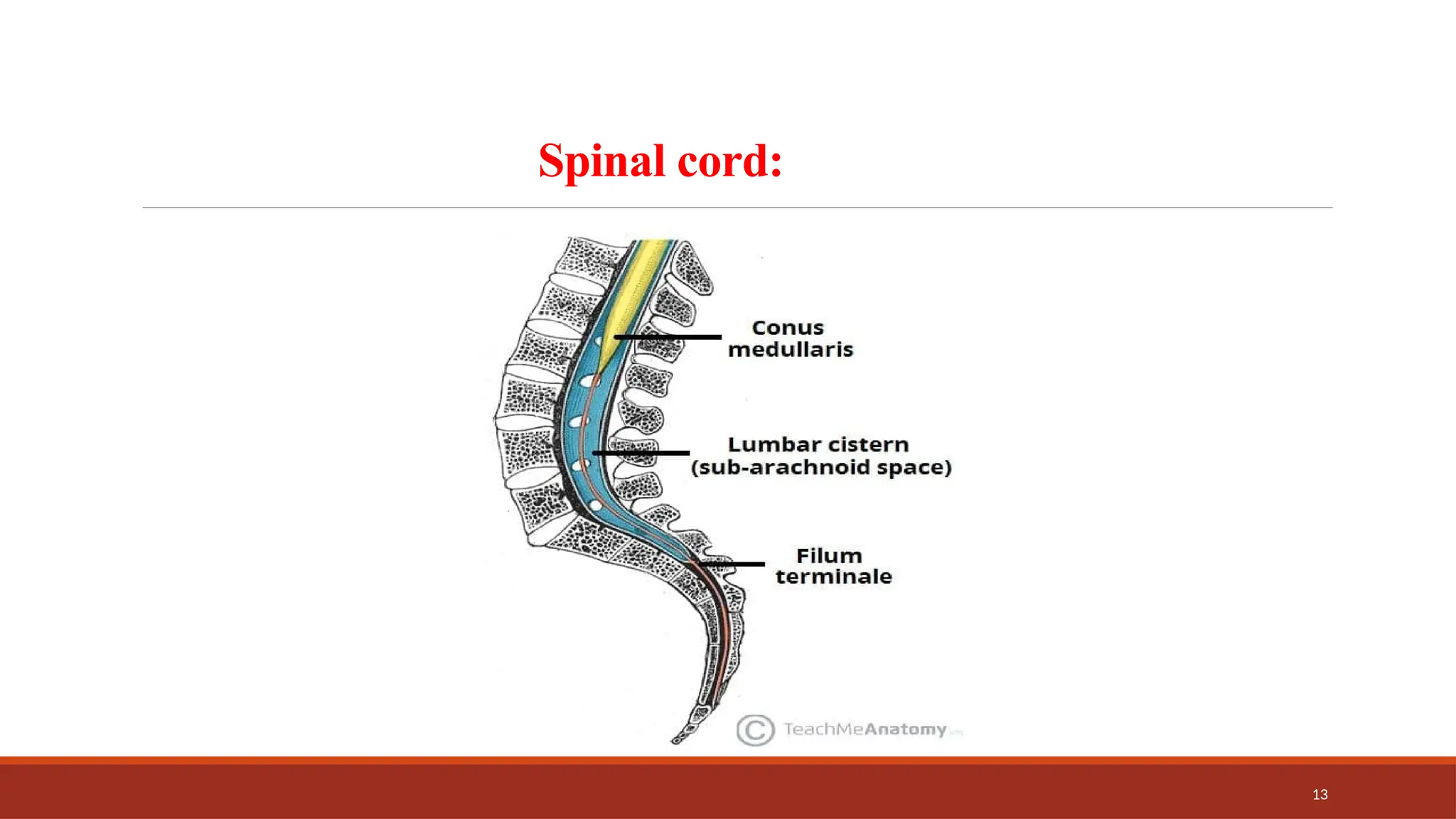 13
Spinal cord:
 