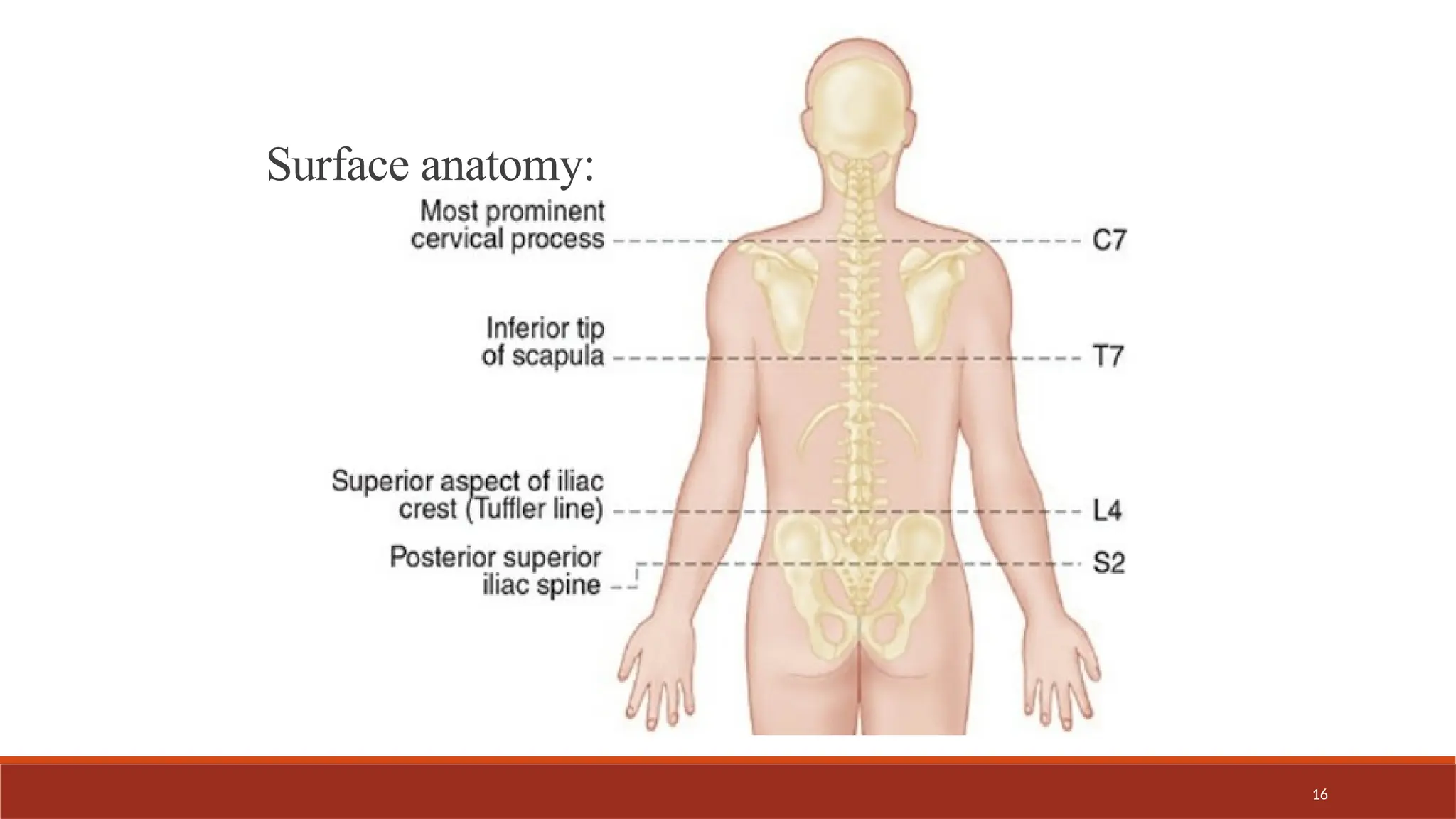 16
Surface anatomy:
 