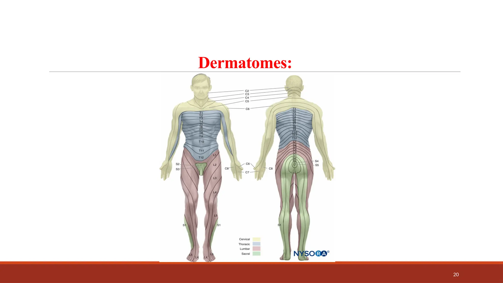 20
Dermatomes:
 