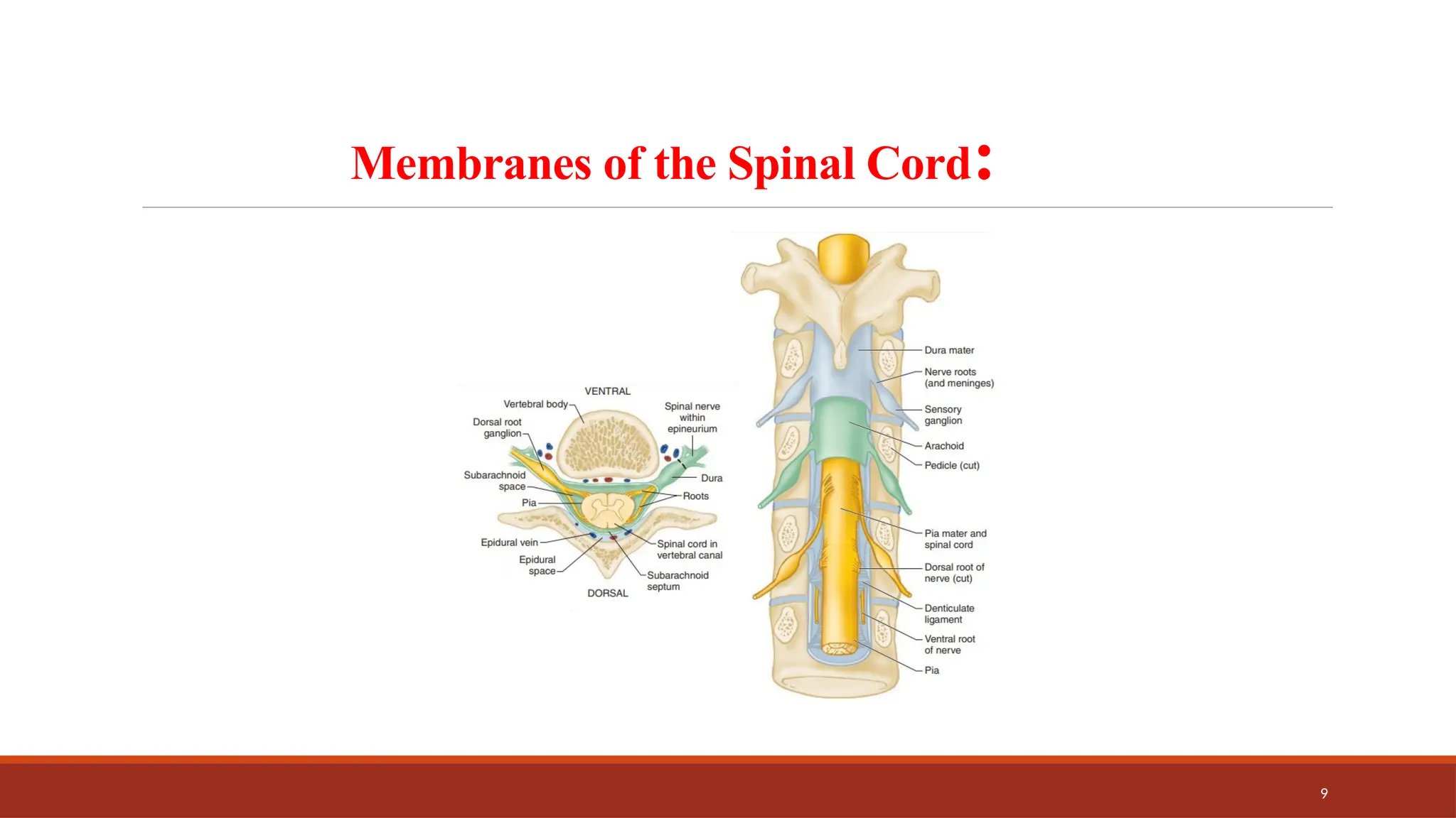9
Membranes of the Spinal Cord:
 