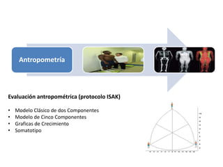 Antropometría
Evaluación antropométrica (protocolo ISAK)
• Modelo Clásico de dos Componentes
• Modelo de Cinco Componentes
• Graficas de Crecimiento
• Somatotipo
 