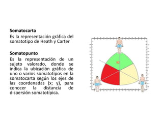 Somatocarta
Es la representación gráfica del
somatotipo de Heath y Carter
Somatopunto
Es la representación de un
sujeto valorado, donde se
indica la ubicación gráfica de
uno o varios somatotipos en la
somatocarta según los ejes de
las coordenadas (x; y), para
conocer la distancia de
dispersión somatotípica.
 