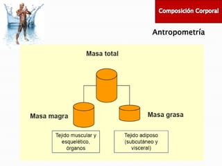 Antropometría

 
