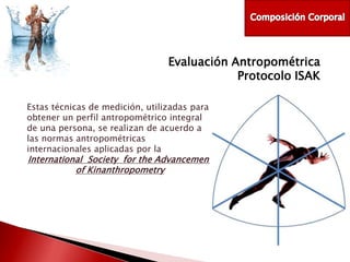 Evaluación Antropométrica
Protocolo ISAK
Estas técnicas de medición, utilizadas para
obtener un perfil antropométrico integral
de una persona, se realizan de acuerdo a
las normas antropométricas
internacionales aplicadas por la

International Society for the Advancement
of Kinanthropometry

 
