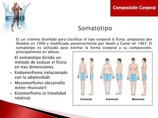 Es un sistema diseñado para clasificar el tipo corporal ó físico, propuesto por
Sheldon en 1940 y modificado posteriormente por Heath y Carter en 1967. El
somatotipo es utilizado para estimar la forma corporal y su composición,
principalmente en atletas.







El somatotipo brinda un
método de evaluar el físico
en tres dimensiones:
Endomorfismo (relacionado
con la adiposidad)
Mesomorfismo (desarrollo
osteo-muscular)
Ectomorfismo (o linealidad
relativa).

 