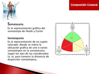 Somatocarta
Es la representación gráfica del
somatotipo de Heath y Carter
Somatopunto
Es la representación de un sujeto
valorado, donde se indica la
ubicación gráfica de uno o varios
somatotipos en la somatocarta
según los ejes de las coordenadas
(x; y), para conocer la distancia de
dispersión somatotípica.

 