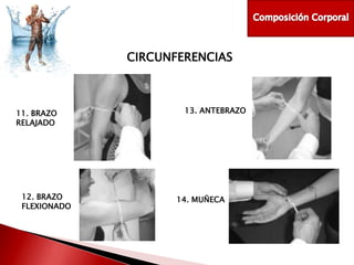 CIRCUNFERENCIAS

11. BRAZO
RELAJADO

12. BRAZO
FLEXIONADO

13. ANTEBRAZO

14. MUÑECA

 