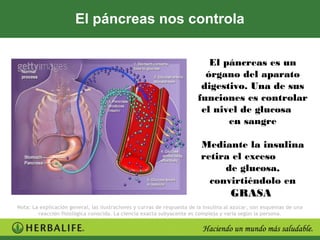 El páncreas nos controla

                                                                           El páncreas es un
                                                                          órgano del aparato
                                                                         digestivo. Una de sus
                                                                        funciones es controlar
                                                                         el nivel de glucosa
                                                                               en sangre

                                                                          Mediante la insulina
                                                                          retira el exceso
                                                                               de glucosa,
                                                                            convirtiéndolo en
                                                                                      GRASA
Nota: La explicación general, las ilustraciones y curvas de respuesta de la insulina al azúcar, son esquemas de una
        reacción fisiológica conocida. La ciencia exacta subyacente es compleja y varía según la persona.
 