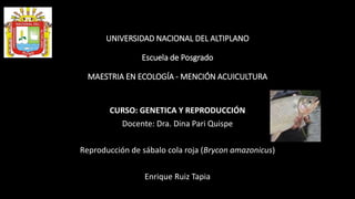 UNIVERSIDAD NACIONAL DEL ALTIPLANO
Escuela de Posgrado
MAESTRIA EN ECOLOGÍA - MENCIÓN ACUICULTURA
CURSO: GENETICA Y REPRODUCCIÓN
Docente: Dra. Dina Pari Quispe
Reproducción de sábalo cola roja (Brycon amazonicus)
Enrique Ruiz Tapia
 