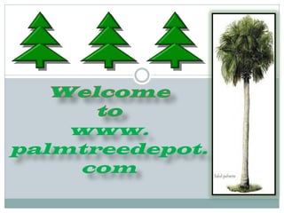 www. 
palmtreedepot. 
com 
 