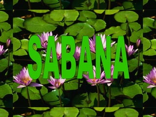 SABANA