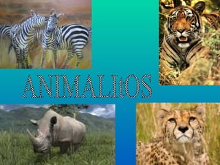 ANIMALItOS