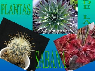 PLANTAS DE LA SABANA