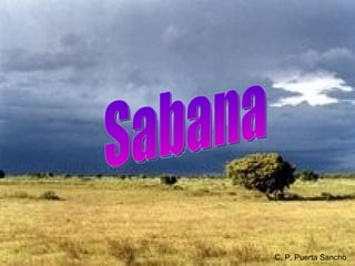 Sabana C. P. Puerta Sancho 