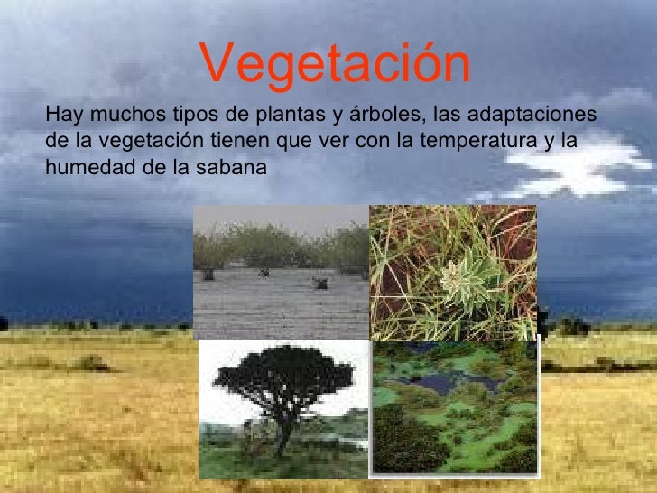 Sabana