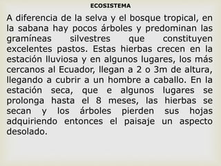 ECOSISTEMA
A diferencia de la selva y el bosque tropical, en
la sabana hay pocos árboles y predominan las
gramíneas silvestres que constituyen
excelentes pastos. Estas hierbas crecen en la
estación lluviosa y en algunos lugares, los más
cercanos al Ecuador, llegan a 2 o 3m de altura,
llegando a cubrir a un hombre a caballo. En la
estación seca, que e algunos lugares se
prolonga hasta el 8 meses, las hierbas se
secan y los árboles pierden sus hojas
adquiriendo entonces el paisaje un aspecto
desolado.
 