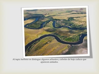 Al tapiz herboso se distingue algunos arbustos y árboles de hoja caduca que
aparecen aislados.
 