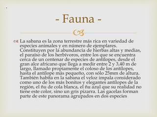 
.
- Fauna -
 La sabana es la zona terrestre más rica en variedad de
especies animales y en número de ejemplares.
Constituyen por la abundancia de hierbas altas y medias,
el paraíso de los herbívoros, entre los que se encuentra
cerca de un centenar de especies de antílopes, desde el
gran alce africano que llega a medir entre 2 y 3,40 m de
largo, llamado propiamente el coloso de los antílopes,
hasta el antílope más pequeño, con sólo 25mm de altura.
También habita en la sabana el veloz impala considerado
como uno de los más bonitos y elegantes antílopes de la
región, el ñu de cola blanca, el ñu azul que su realidad no
tiene este color, sino un gris pizarra. Las gacelas forman
parte de este panorama agrupados en dos especies
 