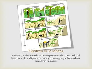 hipótesis de la sabana
sostiene que el cambio de las densas pastos ayudó al desarrollo del
bipedismo, de inteligencia humana y otros rasgos que hoy en día se
consideran humanos.
 