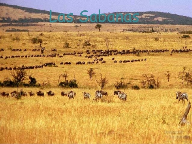 sabana