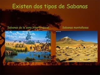 Existen dos tipos de Sabanas
Sabanas de la zona intertropical Sabanas montañosas