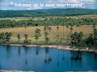 Sabanas de la zona intertropical