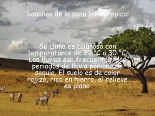 Sabanas de la zona intertropical
Su clima es caluroso con
temperaturas de 20 °C a 30 °C.
Las lluvias son frecuentes, dos
periodos de lluvia por uno de
sequía. El suelo es de color
rojizo, rico en hierro, el relieve
es plano,