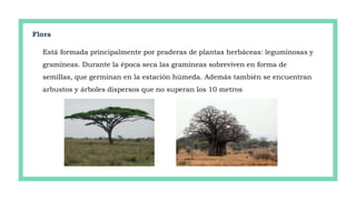 Flora
Está formada principalmente por praderas de plantas herbáceas: leguminosas y
gramíneas. Durante la época seca las gramíneas sobreviven en forma de
semillas, que germinan en la estación húmeda. Además también se encuentran
arbustos y árboles dispersos que no superan los 10 metros
 