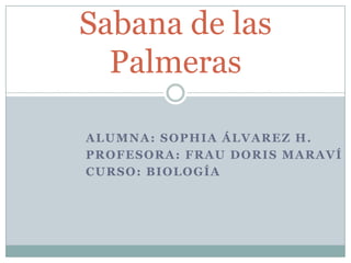 Alumna: Sophia Álvarez H. Profesora: Frau Doris Maraví Curso: Biología Sabana de las Palmeras 