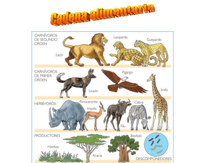 La sabana africana