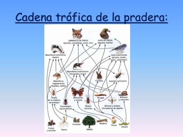 Sabana, pradera y desierto tropical