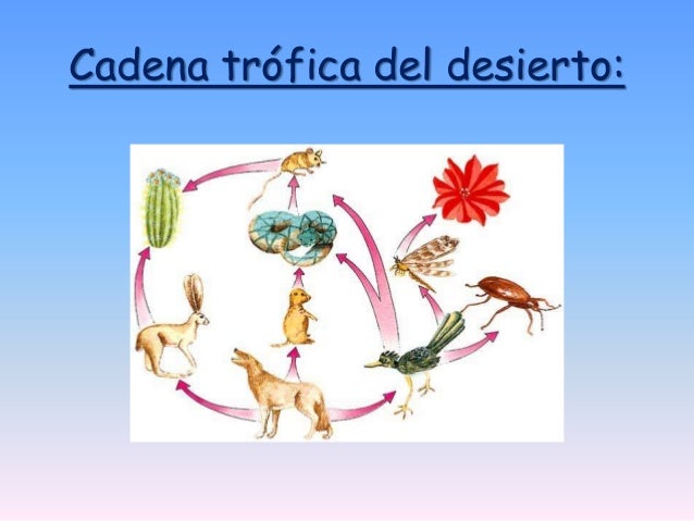 Sabana, pradera y desierto tropical