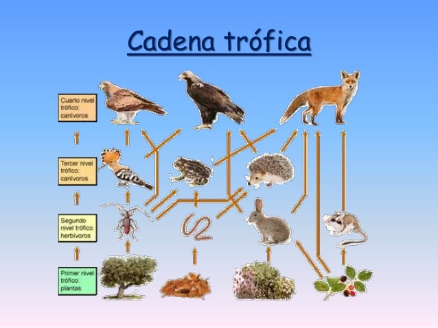 Sabana, pradera y desierto tropical