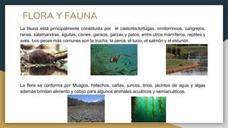 FLORA Y FAUNA
La fauna está principalmente constituida por el castores,tortugas, ornitorrincos, cangrejos,
ranas, salamandras, águilas, cisnes, gansos, garzas y patos, entre otros mamíferos, reptiles y
aves. Los peces más comunes son la trucha, la perca, el lucio, el salmón y el esturión.
La flora se conforma por Musgos, helechos, cañas, juncos, lirios, jacintos de agua y algas
además brindan alimento y cobijo para algunos animales acuáticos y semiacuáticos.
 