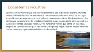 Ecosistemas lacustres
Es un sistema dinámico que evoluciona lentamente con el tiempo y el clima. Durante
miles y millones de años, los sedimentos se van depositando en el fondo de los lagos,
acumulándose en espesores de metros hasta decenas de metros. Al mismo tiempo, los
pantanos o los cinturones de vegetación boscosa pueden colonizar la parte central. Un
lago con el tiempo se puede rellenar, y no funcionar ya más que como un estanque,
después se convierte en un pantano y más tarde puede llegar a ser un bosque húmedo
(en las zonas que siguen teniendo bastante humedad).
 