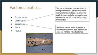 Factores bióticos
● Productores
● Detritívoros
● Saprófitos
● Flora
● Fauna
Son los organismos que obtienen la
energía necesaria para cumplir con
sus funciones vitales de la materia
orgánica particulada, como ejemplo
tenemos a los isópodos atrópodos y
miriápodos
Se alimentan de materia orgánica
en descomposición. Son ejemplo de
ellos los hongos y las bacterias.
 