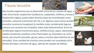 Fauna lacustre
Hay muchos organismos que se desarrollan cerca de los cuerpos de agua, a
nivel micro tienes zooplancton (cladoceros, copépodos, rotíferos y larvas) y
fitoplancton (algas), puede haber distintos tipos de invertebrados como
caracoles, astacuros (camarones de río), y en algunos casos incluso puedes
encontrar anomuros (cangrejos) (si también estas considerando lagunas
costeras son comúnes los cirripedios sobre todo balanomorfos). Entre los
vertebrados seguro encontraras peces, anfibios (ranas, sapos, salamandras)
reptiles (serpientes acuáticas como Thamnophis sp, Drymobius sp, entre
otras), aves (martín pescador, garzas, patos y muchos tipos distintos de aves
zancudas). Gran cantidad de insectos como pueden ser escarabajos de la
familia Girinidae y chinches de agua, además de náyades de libélula.
 