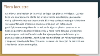 Flora lacustre
Las Plantas que habitan en las orillas de lagos son plantas herbáceas. Cuando
llega una anundación la planta del arroz presenta adaptaciones para poder
vivir y sobrevivir ante esa circuntancia. El arroz y varias plantas que habitan en
suelos pantanosos presentan neumatóforos, que son extensiones
geotrópicamente negativas de las raíces de algunas plantas que crecen en
hábitats pantanosos; crecen hacia arriba y hacia fuera del agua y funcionan
para asegurar la aireación adecuada. Por ejemplo la planta del arroz y las
plantas acuáticas flotantes. Además los neumatóforos son raícesrespiratorias
y epígeas y con abundanteaerénquima, las cuales se encargan de proveer aire
a los demás tejidos sumergidos.
 